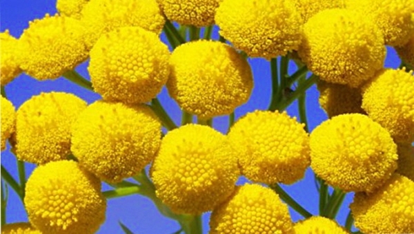 ▲모로코 블루탄지 꽃