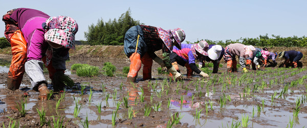 모내기 행사에 참여한  강진군 국가중요농업유산보전협의체 회원들이 모를 심으며 풍년 농사를 기원하고 있다 © 강진군