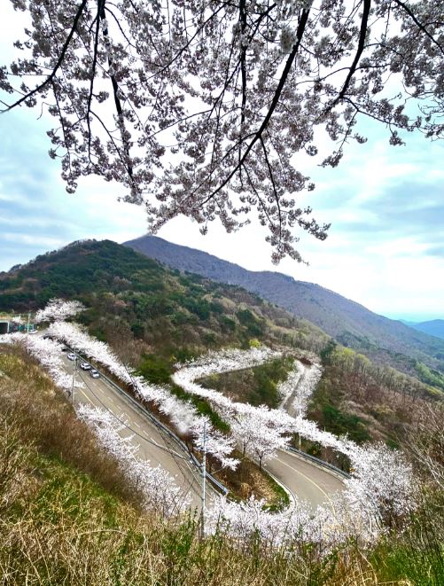 경남 의령군 쇠목재 도로의 하얀 벚꽃 터널.[9일 의령군 홍보팀 제광모 주무관 촬영]
