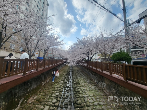 마산벚꽃명소, 문화동 벚나무 동네 사쿠라마찌(櫻町)를 아시나요?